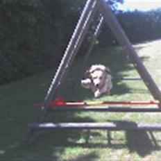 Golden retriever Luffe<3