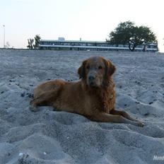 Golden retriever Sofus