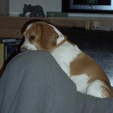 Beagle Futte R.I.P.