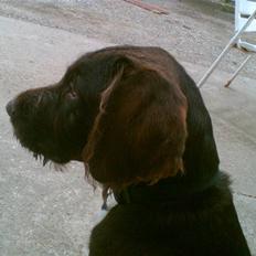 Blanding af racer | HERMAN.