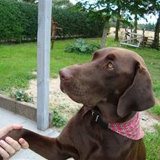 Blanding af racer Cocio (Coccomanden).