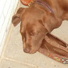 Blanding af racer Cocio (Coccomanden).