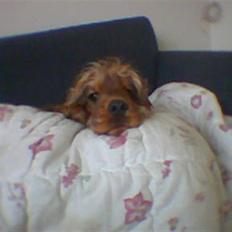 Cocker spaniel Gismo