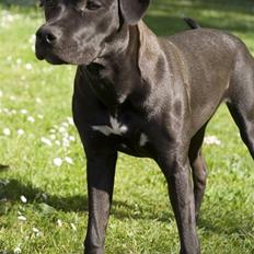 Amerikansk staffordshire terrier Chica