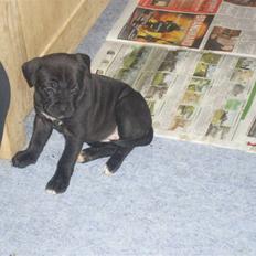 Amerikansk staffordshire terrier Chica