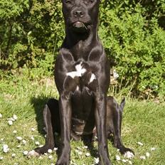 Amerikansk staffordshire terrier Chica