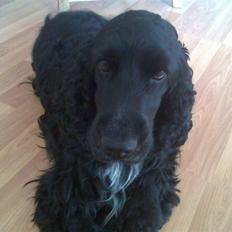 Cocker spaniel Magnus