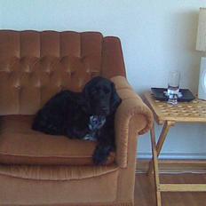 Cocker spaniel Magnus