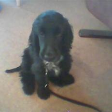 Cocker spaniel Magnus