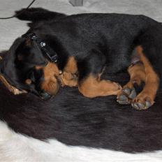 Rottweiler Vom Hause Luna's Django