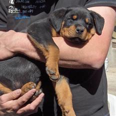 Rottweiler Vom Hause Luna's Django