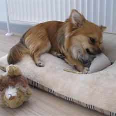 Chihuahua Sir Louis Winston