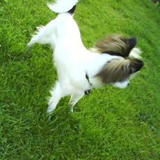 Papillon Balou <3 >Nye Billeder<