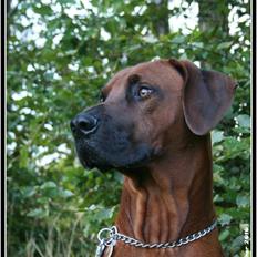 Rhodesian ridgeback - (Bhara-Bhara@Wolle Kirk) Sjumba