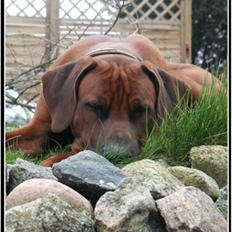 Rhodesian ridgeback - (Bhara-Bhara@Wolle Kirk) Sjumba