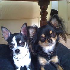 Chihuahua Coco Chanel