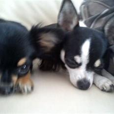 Chihuahua Coco Chanel