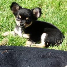 Chihuahua Coco Chanel