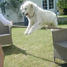 Golden retriever SImba