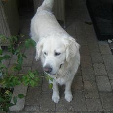 Golden retriever SImba