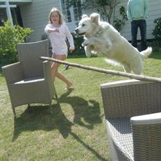 Golden retriever SImba