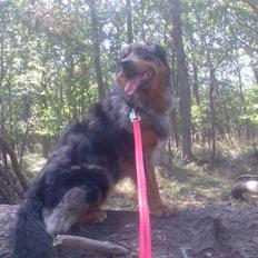 Blanding af racer Leonardo (Leo)