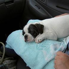 Blanding af racer Fransk bulldog/mops Boss