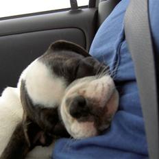 Blanding af racer Fransk bulldog/mops Boss