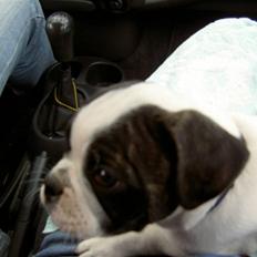 Blanding af racer Fransk bulldog/mops Boss