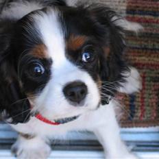 Cavalier king charles spaniel Pjok