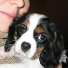 Cavalier king charles spaniel Pjok