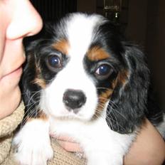 Cavalier king charles spaniel Pjok