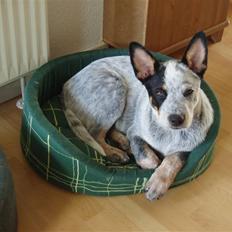 Australsk cattledog Archi