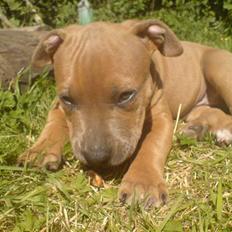 Amerikansk staffordshire terrier James