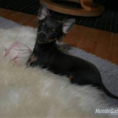 Chihuahua Lykke R.I.P