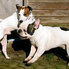 Blanding af racer <3 <3 Kejser <3 <3