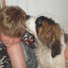 Sankt bernhardshund tulle