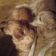 Golden retriever Zorba (død)
