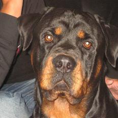 Rottweiler Max