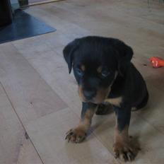Rottweiler Max