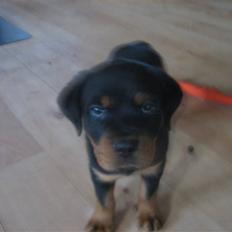 Rottweiler Max
