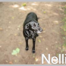 Labrador retriever Nellie