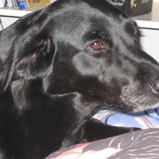 Labrador retriever Nellie
