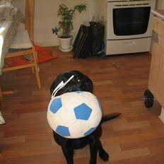 Labrador retriever sillle