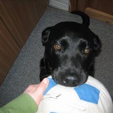 Labrador retriever sillle