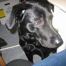 Labrador retriever sillle