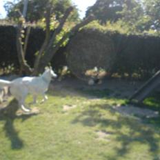 Hvid schæfer ********jacko<3**********