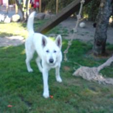 Hvid schæfer ********jacko<3**********