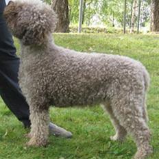 Lagotto romagnolo Alli