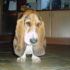 Basset hound Berthaxxx